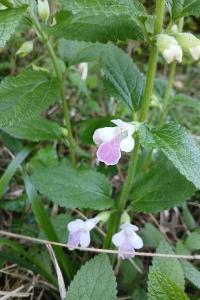 <i>Melittis melissophyllum</i>