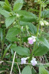 <i>Melittis melissophyllum</i>