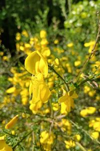 <i>Cytisus scoparius</i>