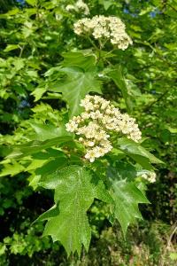 <i>Torminalis glaberrima</i>