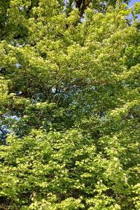 <i>Torminalis glaberrima</i>