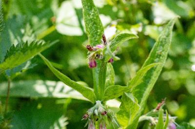 <i>Symphytum officinale</i>