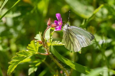 <i>Geranium robertianum</i>