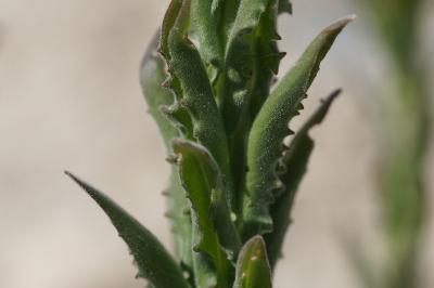 <i>Lepidium campestre</i>