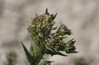<i>Lepidium campestre</i>
