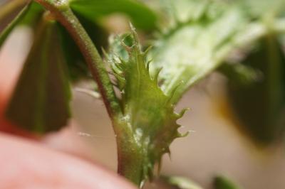 <i>Medicago polymorpha</i>