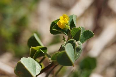 <i>Medicago polymorpha</i>