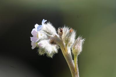 <i>Myosotis ramosissima</i>