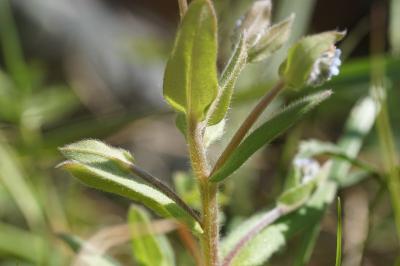 <i>Myosotis ramosissima</i>