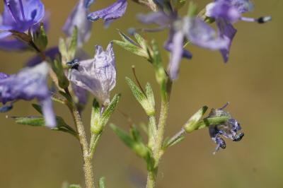 <i>Veronica saturejifolia</i>