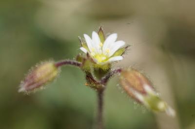 <i>Cerastium pumilum</i>