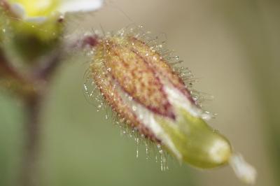 <i>Cerastium pumilum</i>