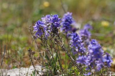 <i>Veronica saturejifolia</i>