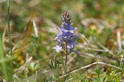 <i>Veronica saturejifolia</i>