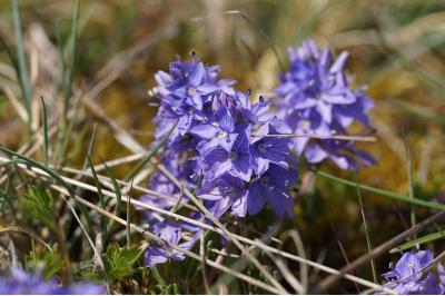 <i>Veronica saturejifolia</i>