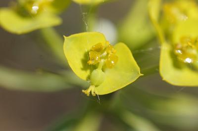 <i>Euphorbia seguieriana</i>