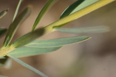 <i>Euphorbia seguieriana</i>