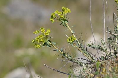 <i>Euphorbia seguieriana</i>