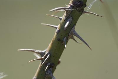 <i>Rosa spinosissima</i>