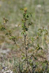 <i>Rosa spinosissima</i>