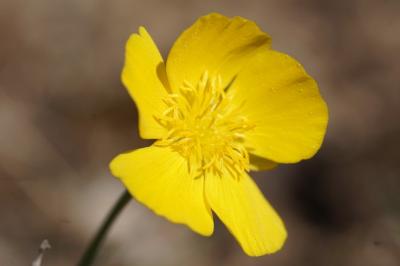 <i>Ranunculus gramineus</i>