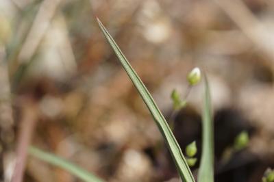 <i>Ranunculus gramineus</i>