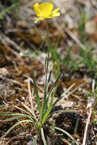 <i>Ranunculus gramineus</i>