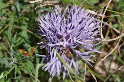 <i>Carthamus mitissimus</i>