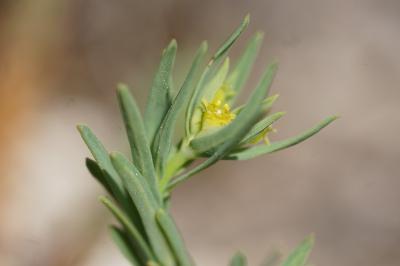 <i>Euphorbia exigua</i>