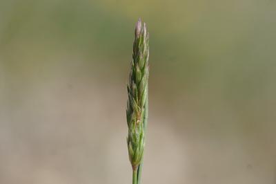 <i>Koeleria vallesiana</i>