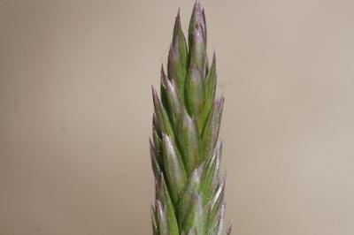 <i>Koeleria vallesiana</i>