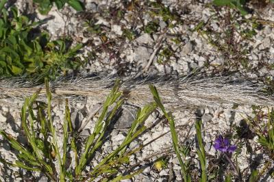 <i>Cortaderia selloana</i>
