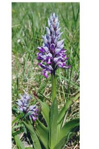 <i>Orchis militaris</i>