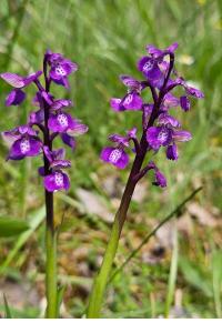 <i>Anacamptis morio</i>