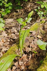 <i>Platanthera bifolia</i>