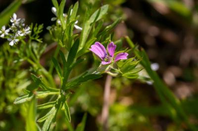 <i>Geranium dissectum</i>