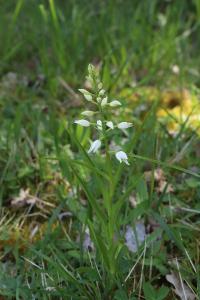 <i>Cephalanthera longifolia</i>