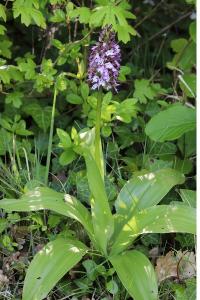 <i>Orchis purpurea</i>