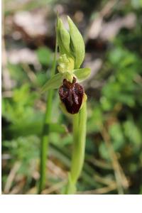 <i>Ophrys aranifera</i>
