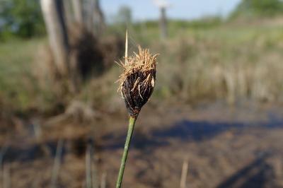 <i>Schoenus nigricans</i>