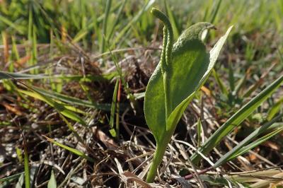 <i>Ophioglossum vulgatum</i>