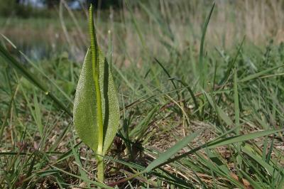 <i>Ophioglossum vulgatum</i>