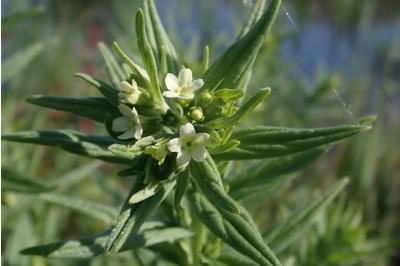 <i>Lithospermum officinale</i>