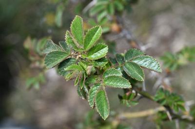 <i>Rosa spinosissima</i>