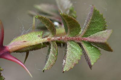 <i>Rosa spinosissima</i>