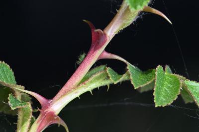 <i>Rosa spinosissima</i>