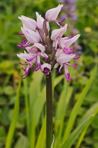 <i>Orchis simia</i>