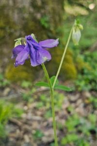 <i>Aquilegia vulgaris</i>