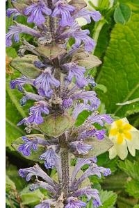 <i>Ajuga reptans</i>
