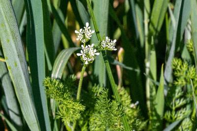 <i>Scandix pecten-veneris</i>